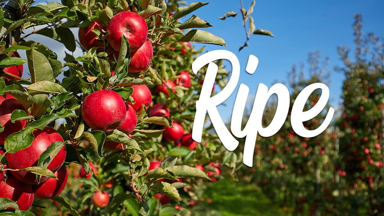 Ripe! — Full Service for May 3, 2026